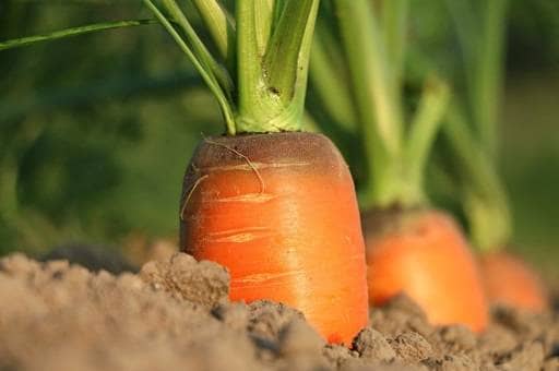 Carrot ready to harvest in ground